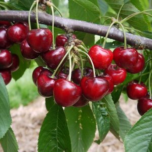 Čerešňa vtáčia (Prunus avium) ´LAPINS´ na kmienku, 160-200 cm, obvod kmeňa: 4/6 cm, kont. 6L - kvetináčová